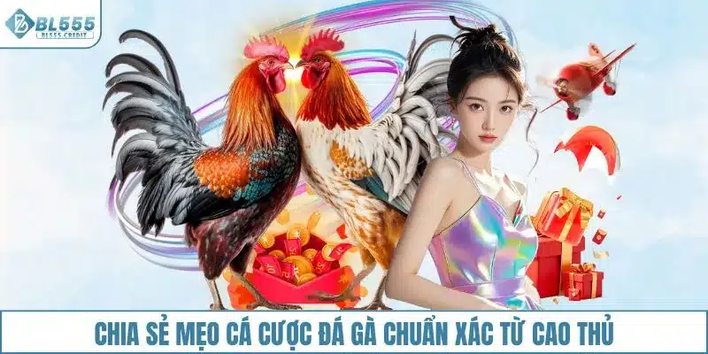 Chia sẻ mẹo cá cược đá gà chuẩn xác từ cao thủ